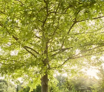 Quercus palustris