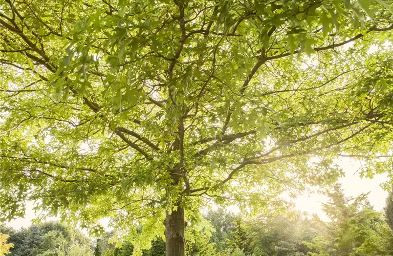 Quercus palustris