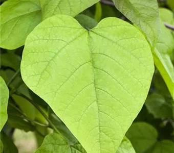 Catalpa bignonioides 'Nana'