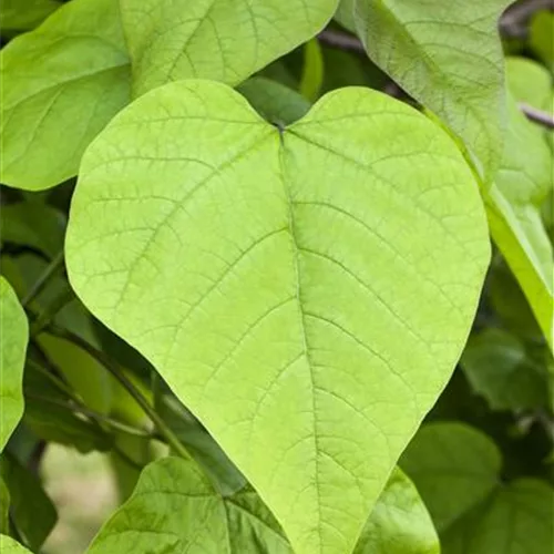 Catalpa bignonioides