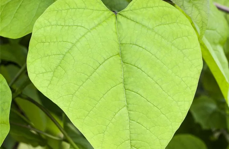 Catalpa bignonioides 'Nana'