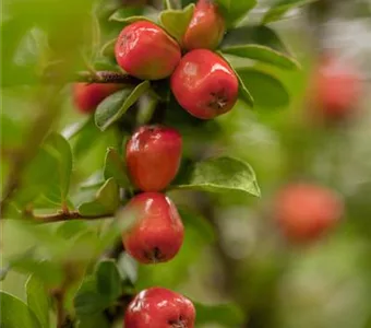 Cotoneaster dammeri