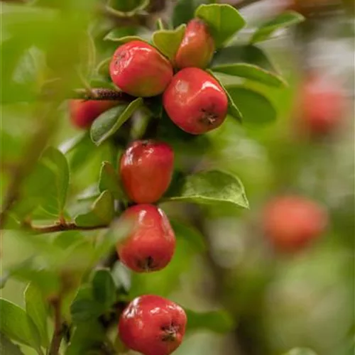 Cotoneaster dammeri