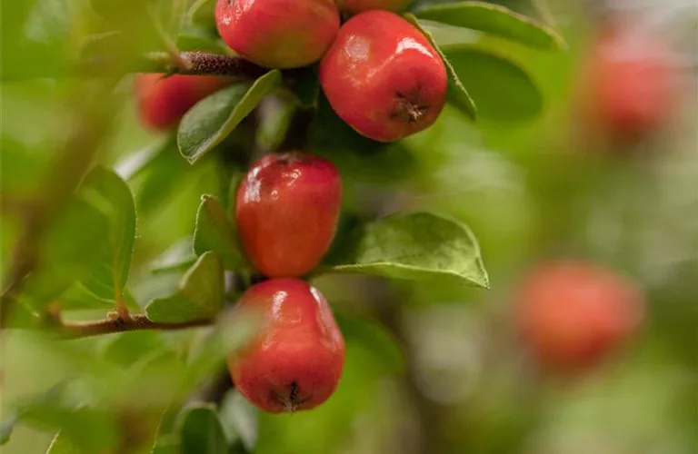 Cotoneaster dammeri