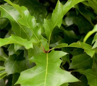 Quercus palustris 'Green Dwarf'