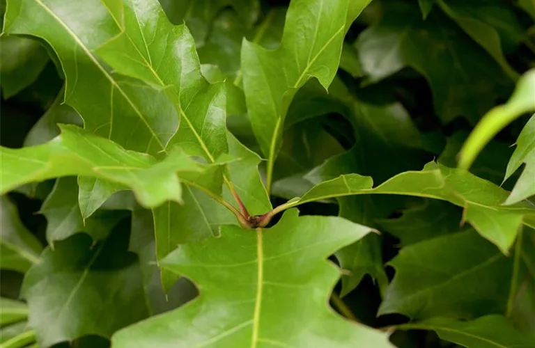 Quercus palustris 'Green Dwarf'