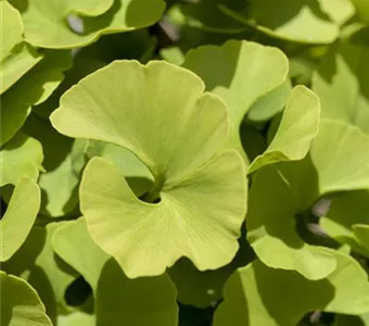 Ginkgo biloba 'Mariken'