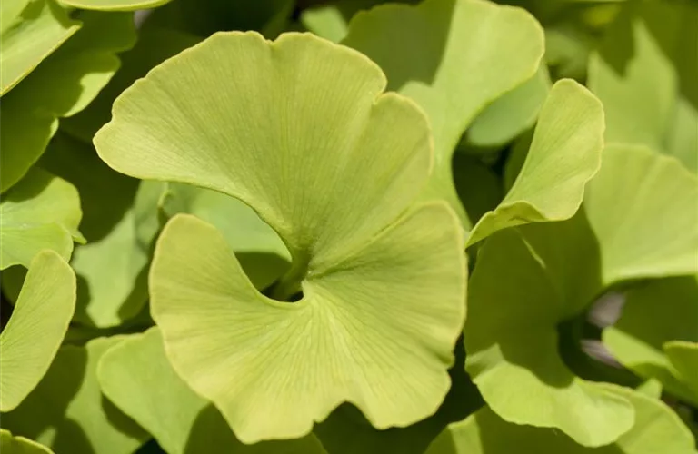 Ginkgo biloba 'Mariken'