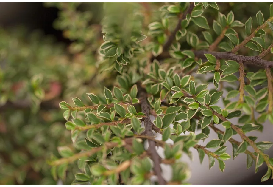 Fächermispel 'Variegatus'