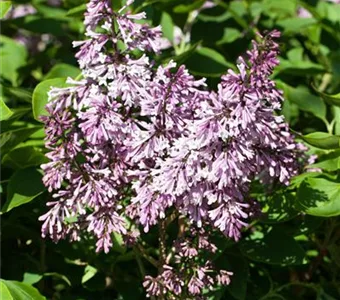 Syringa patula 'Miss Kim'