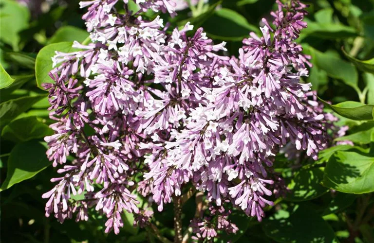 Syringa patula 'Miss Kim'