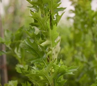 Quercus palustris 'Green Pillar' -R-