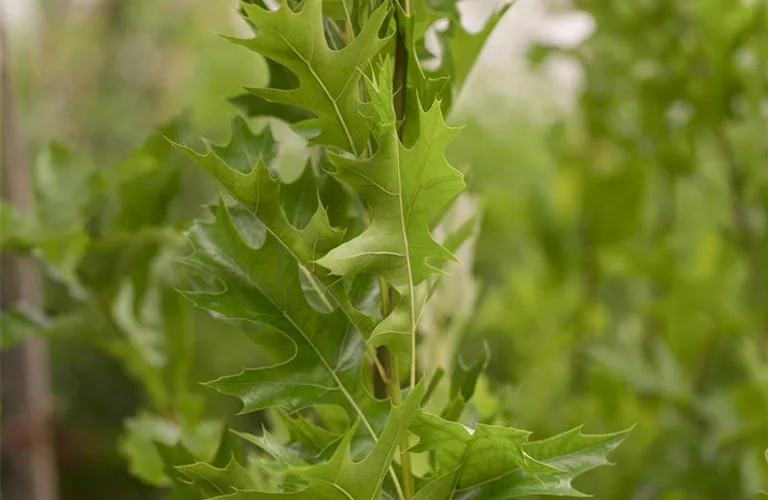 Quercus palustris 'Green Pillar' -R-