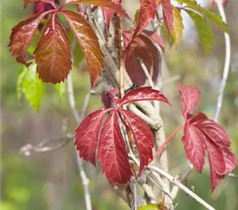 Parthenocissus quinquefolia 'Engelmannii'