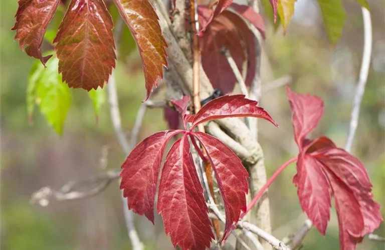 Parthenocissus quinquefolia 'Engelmannii'