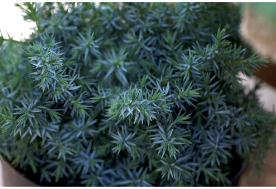 Chin.Wacholder 'Blue Alps'