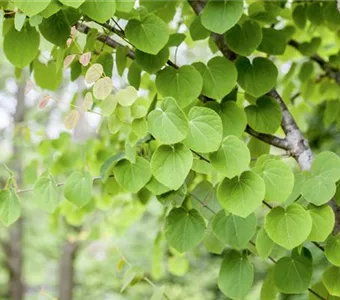 Cercidiphyllum japonicum