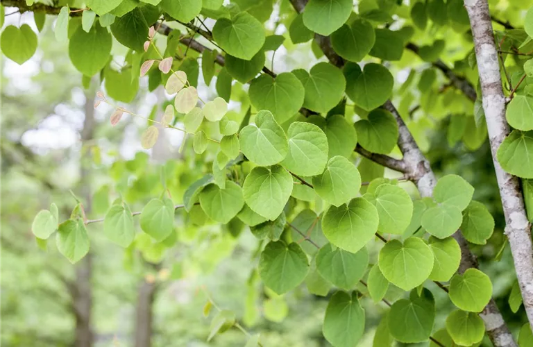 Cercidiphyllum japonicum