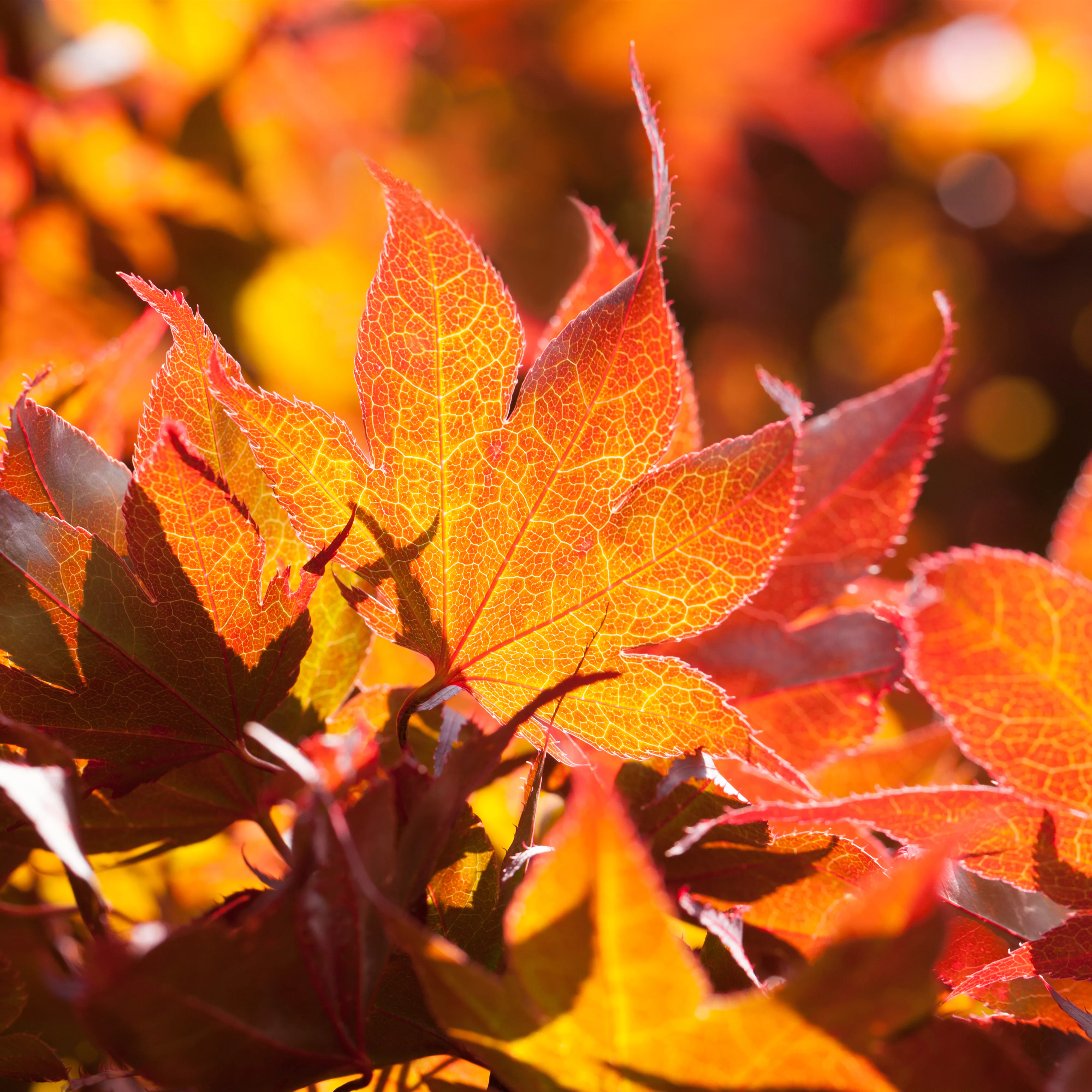 Der herbstliche Garten schön in Form