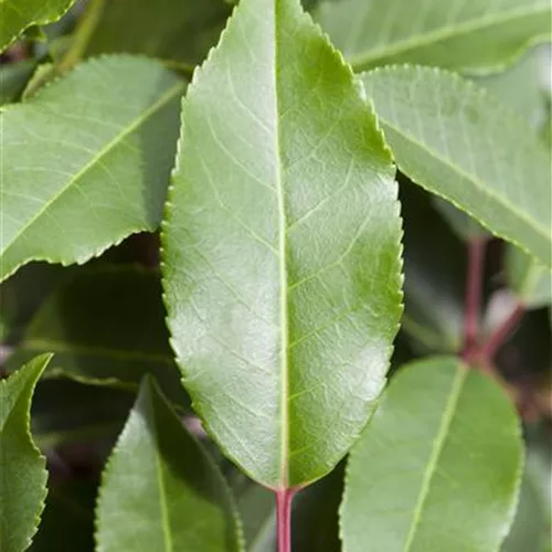 Prunus lusitanica 'Angustifolia'