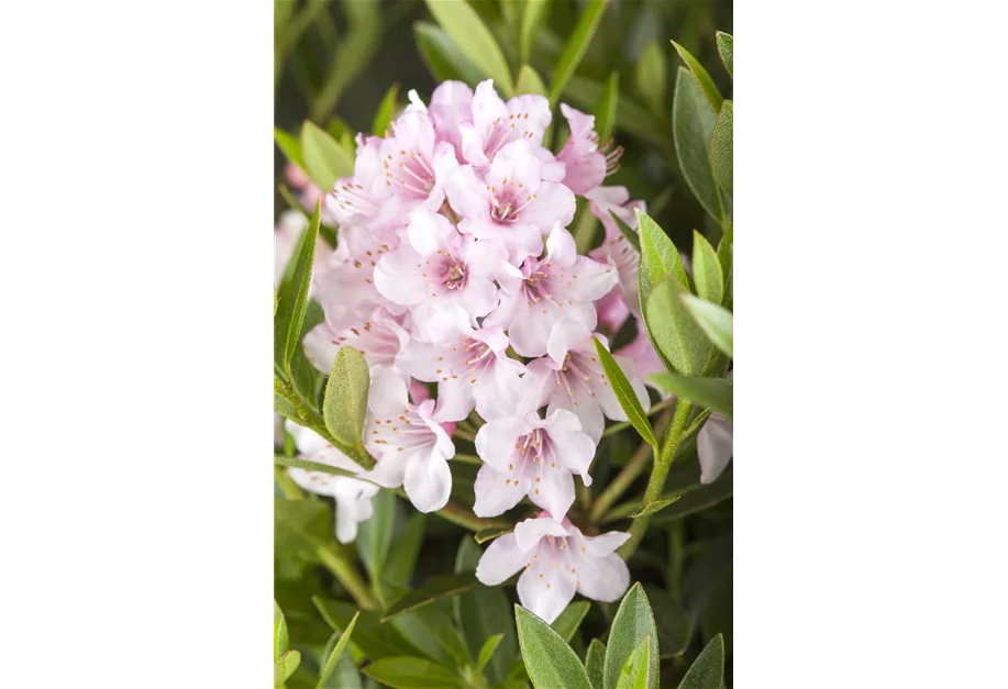 Rhododendron Bloombux Pink