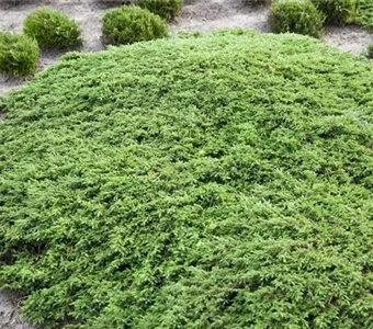 Juniperus com.'Green Carpet'