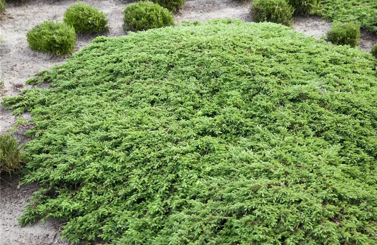 Juniperus com.'Green Carpet'