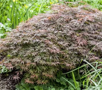 Acer palmatum 'Garnet'