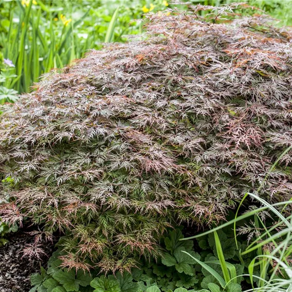 Acer palmatum 'Garnet'