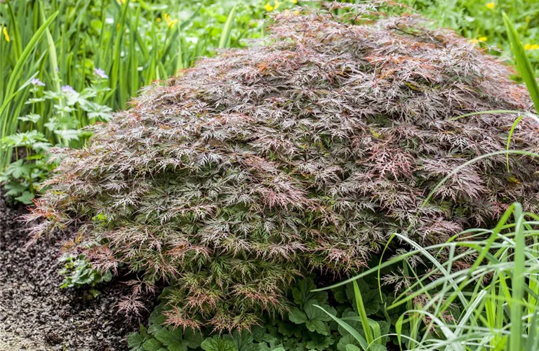 Acer palmatum 'Garnet'