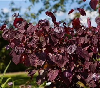 Cercis canadensis 'Forest Pansy'