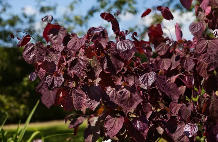 Cercis canadensis 'Forest Pansy'