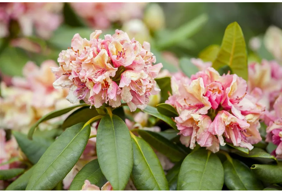 Rhododendron-Hybride 'Brasilia'