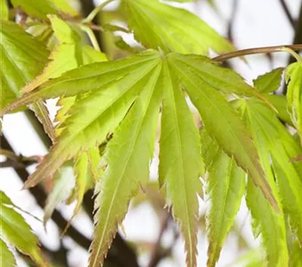 Acer palmatum 'Orange Dream'