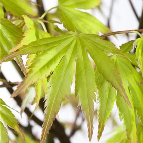 Acer palmatum 'Orange Dream'