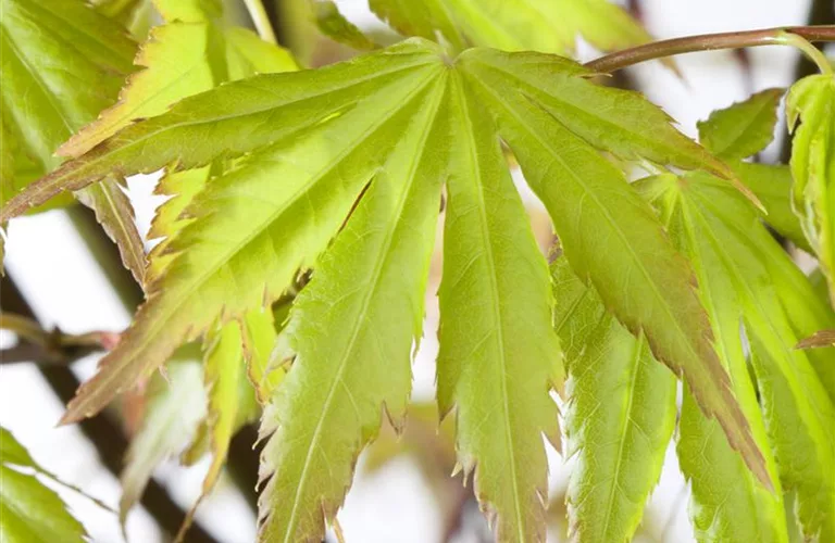 Acer palmatum 'Orange Dream'