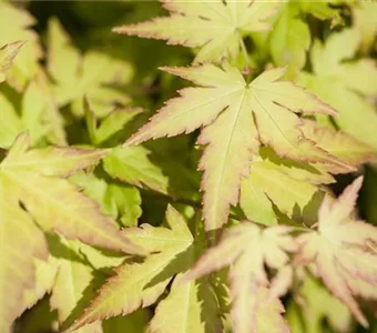 Acer palmatum 'Katsura'