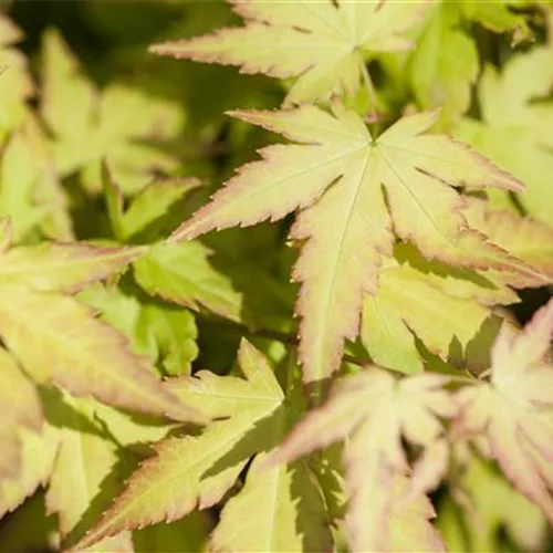 Acer palmatum 'Katsura'