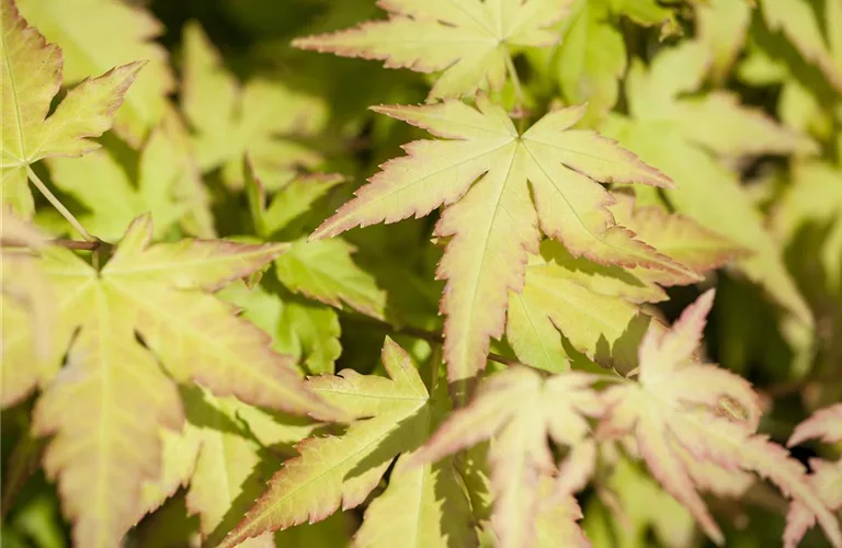 Acer palmatum 'Katsura'