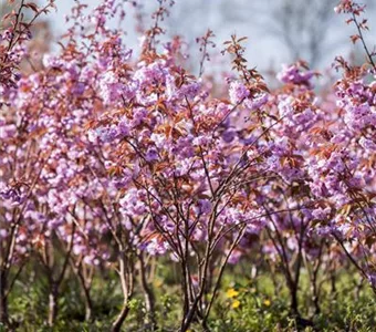 Prunus serrulata 'Kanzan'