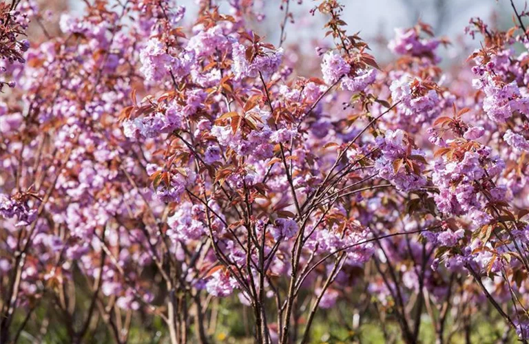 Prunus serrulata 'Kanzan'