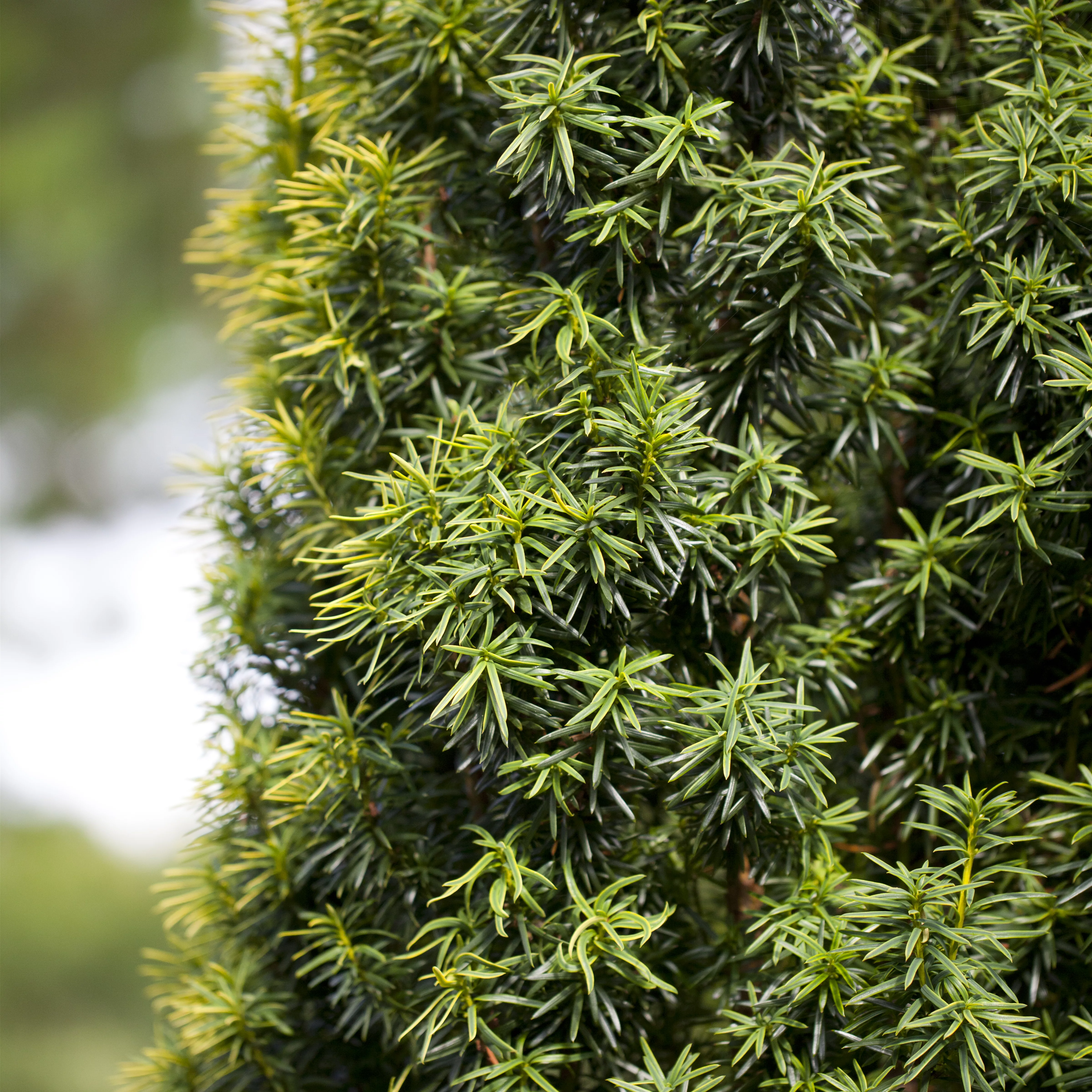 Taxus baccata