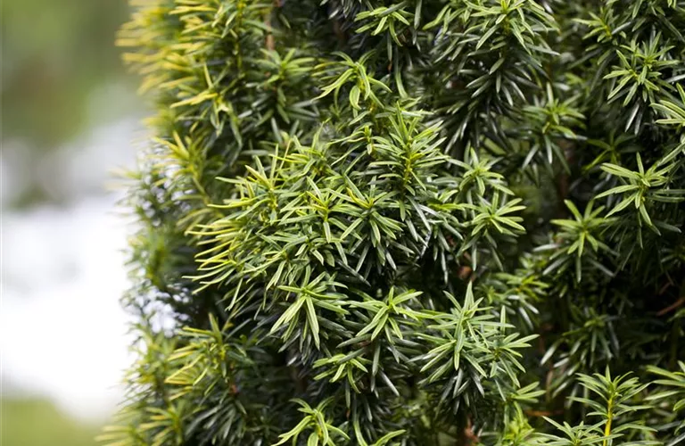 Taxus baccata