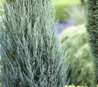 Juniperus scopulorum 'Blue Arrow'