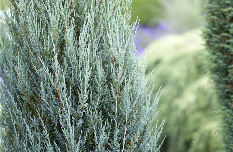 Juniperus scopulorum 'Blue Arrow'