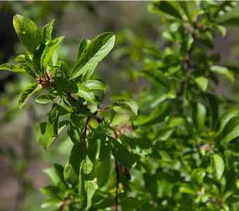 Prunus spinosa