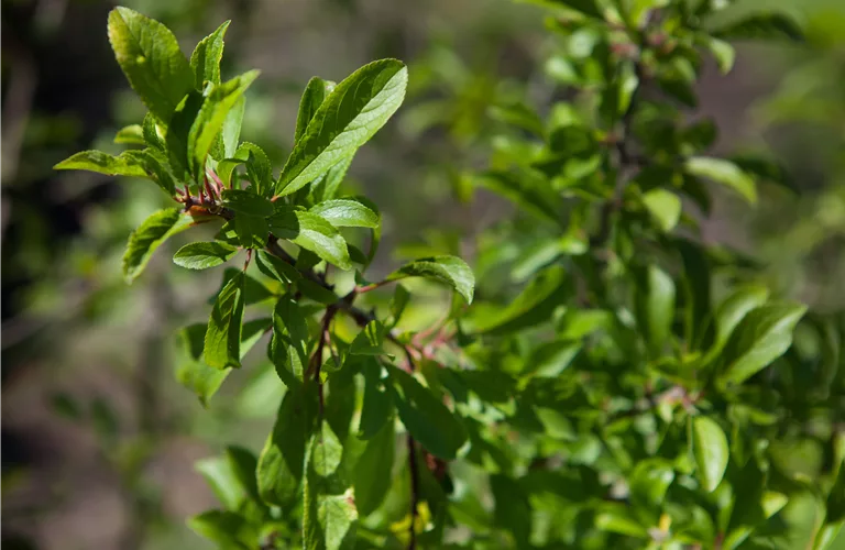 Prunus spinosa