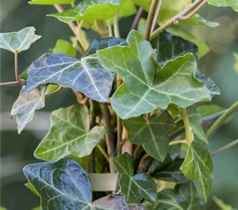 Hedera helix hibernica