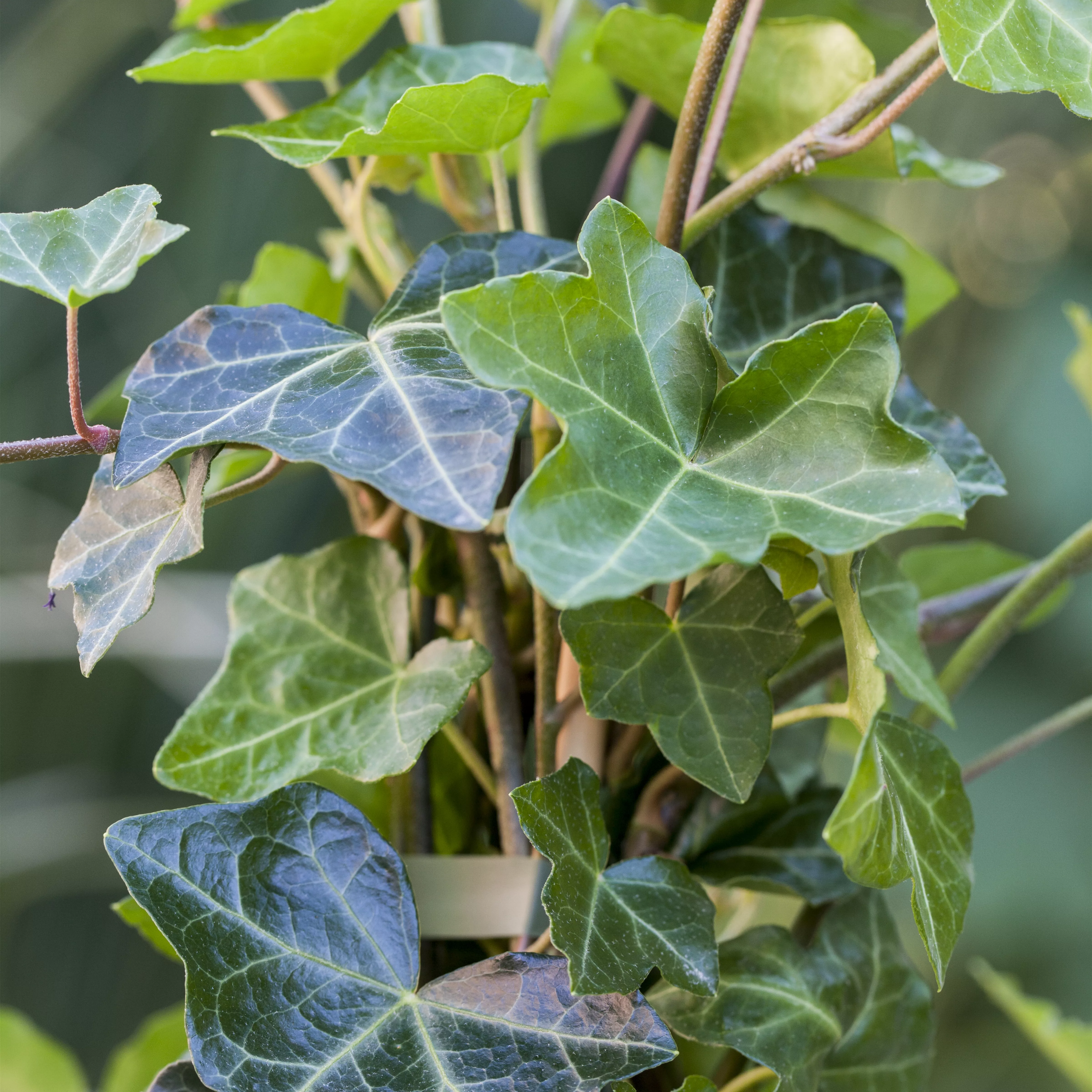 Hedera helix hibernica