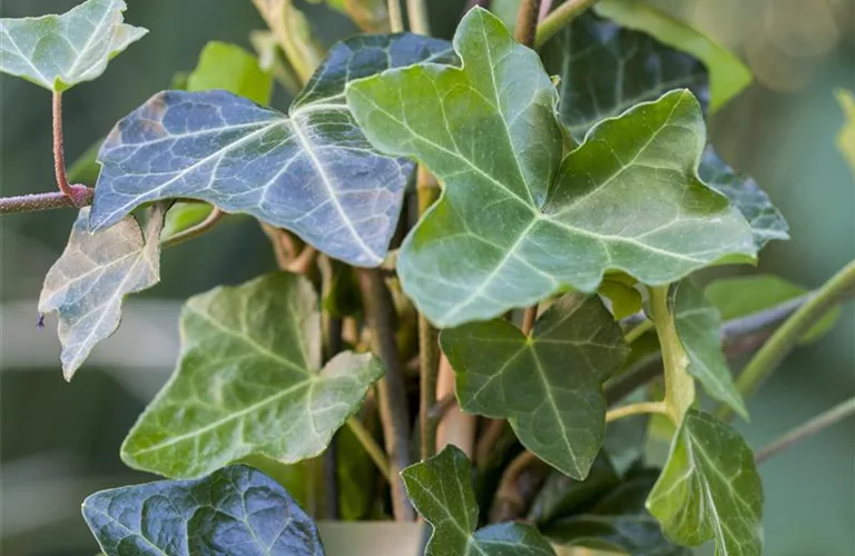 Hedera helix hibernica